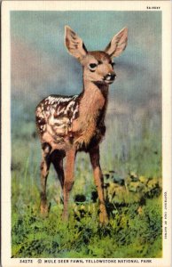 Yellowstone National Park Mule Deer Fawn Curteich