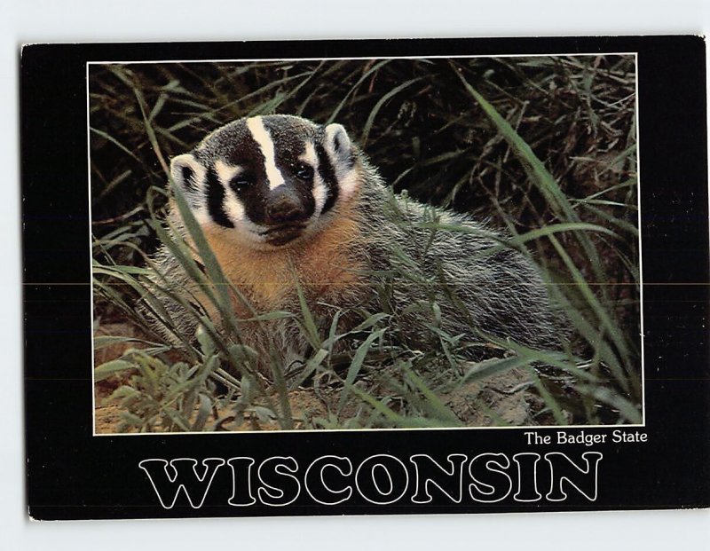 Postcard The Badger State, Wisconsin