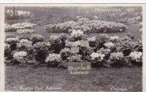 Netherlands Aalsmeer Primavera 1933 Flower Show Real Photo