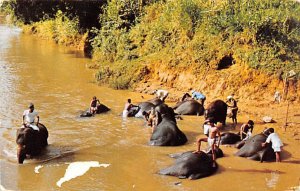 Elephants Bathing in the Mahaweli Ganga Katugastota Ceylon, Ceylan Unused 