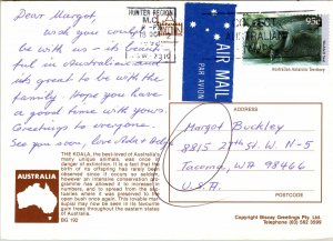 VINTAGE CONTINENTAL SIZE POSTCARD KOALA BEAR GREETINGS FROM AUSTRALIA 