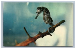 Marineland of the Pacific Palos Verdes CA Postcard Seahorse Unposted