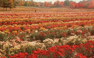 Chrysanthemum Nation's Flowers Fall Display Bristol Connecticut Postcard