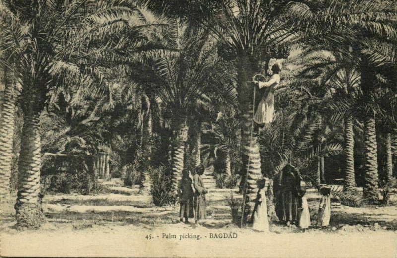 iraq, BAGHDAD BAGDAD بَغْدَاد, Palm Picking (1930) Postcard
