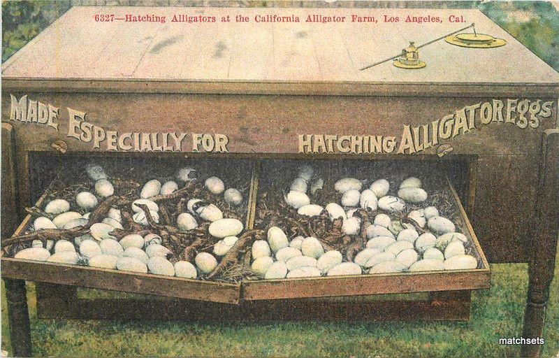 c-1910 Los Angeles California Hatching Alligators Farm Vincent postcard 10831