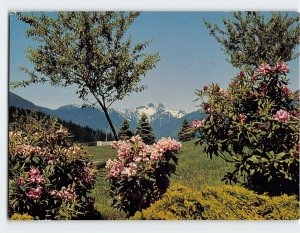 Postcard The Lions And Rhododendrons, North Vancouver, Canada