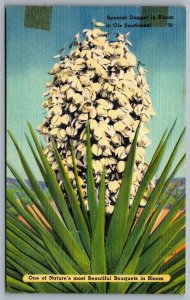 Postcard c1940s Spanish Dagger in Bloom in Ole Southwest Yucca Gloriosa