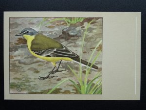 Bird Theme YELLOW WAGTAIL c1950s Postcard by P. Sluis Series 8 No.94