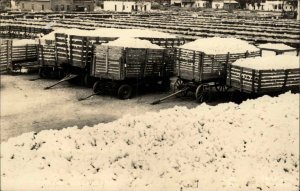 Las Cruces NM Cotton Time - Loaded Wagons Real Photo Postcard