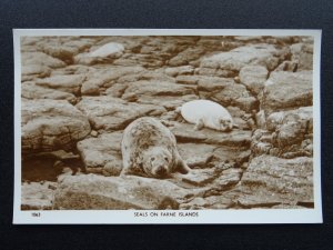 Birds of the Farne Islands SEALS c1930s RP Postcard by Border