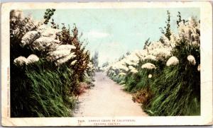 Pampas Grass in Fresno County California c1904 UDB Vintage Postcard K07