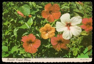 Beautiful Tropical Hibiscus