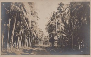 RPPC DIRT ROAD TREES PHILIPPINES ISLANDS REAL PHOTO POSTCARD (c. 1910)