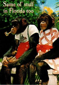 Humour Greetings From Florida Monkeys Same 'Ol Stuff In Florida Too