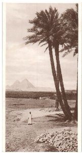 The Pyramids Cairo Egypt Postcard