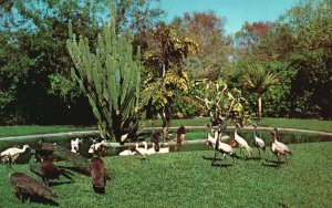 Vintage Postcard Collection Of Birds Wading Pool Miami's Parrot Jungle Florida