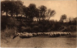 CPA AK Dans les Landes de Gascogne Les Moutons FRANCE (1281007)