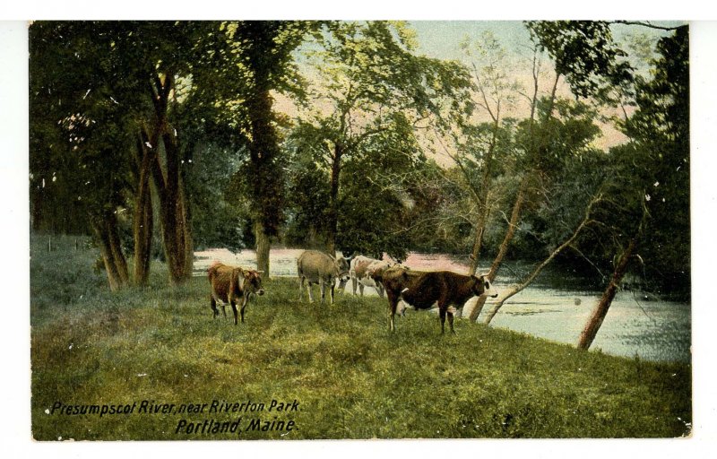 ME - Portland. Riverton Park, The Presumpscot River & Cows