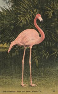 Vintage Postcard Coral Flamingo Rare Bird Farm Tourist Attraction Miami Florida