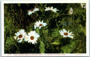 M-36308 Giant Daisies Wyethia Helianthoides Yellowstone National Park