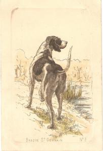 \Dog. Braque St. Germain\ Nice vintage French Postcard