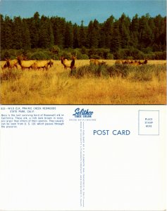 Wild Elk, Prairie Creek Redwoods State Park, Calif. (22661