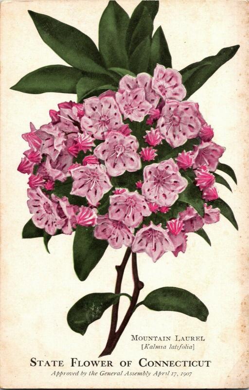 Mountain Laurel, State Flower of CT Vintage Postcard Q26