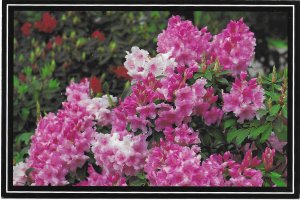 US Unused. Washington State Flower - Rhododendron  - Beautiful.