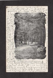 ME Lovers Lane Wooded trail Squirrel Island Southport Maine UDB Postcard 1905