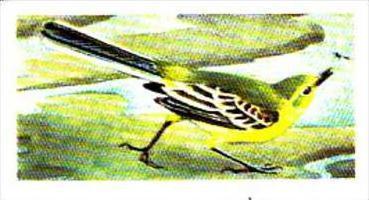 Brooke Bond Tea Trade Card Wild Birds In Britain No 10 Redstart