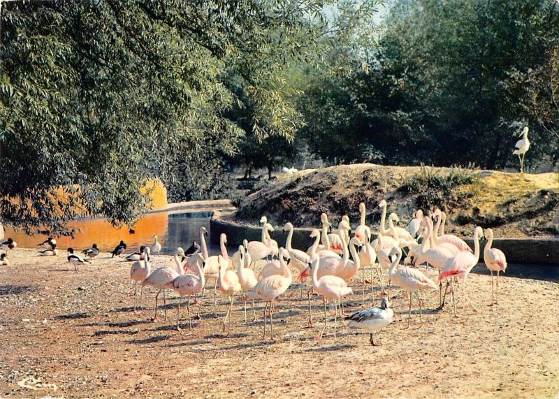 BT9275 animals animaux flamingos