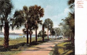 FLORIDA PALMETTO PALMS POSTCARD 1900s