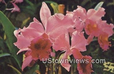 Hawaii Orchid - Hawaii s  