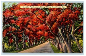 c1940s Beautiful Flamboyants Lining Military Road Puerto Rico Foreign Postcard
