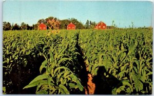 M-98340 Field of Tobacco Prince Edward Island Canada