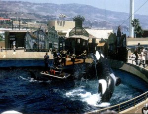 California Rancho Palos Verdes Marineeland Of The Pacific Whale Show