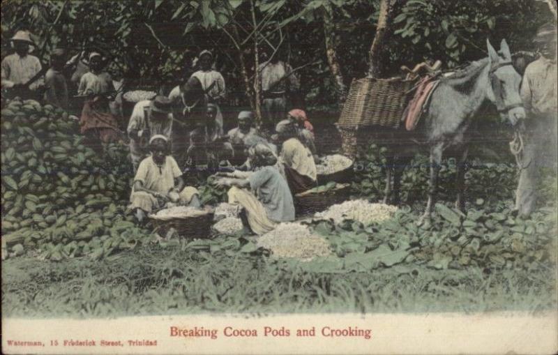 Trinidad - Native Black People Breaking Cocoa Pods c1910 Postcard