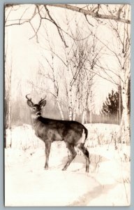 Postcard RPPC c1940s Northern Wisconsin Northwoods in Winter Scene Deer Cooks