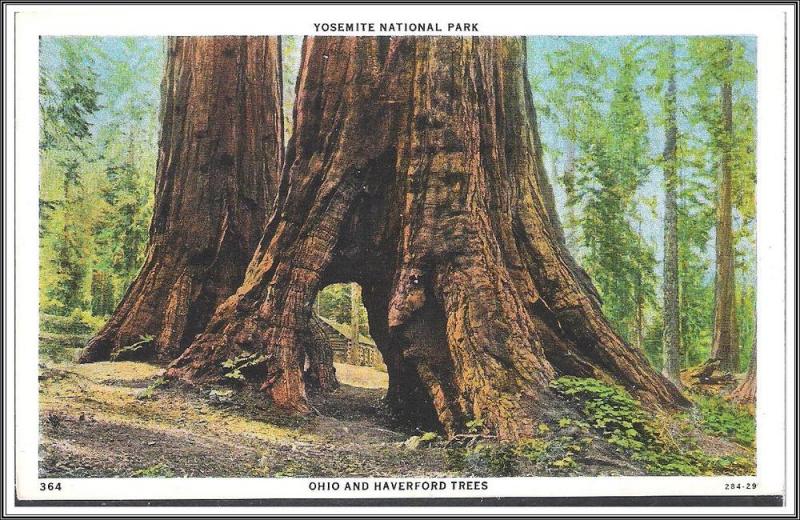 California Yosemite National Park Postcard - [CA-157]