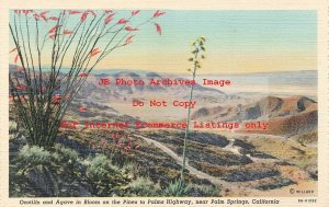 CA, Palm Springs, California, Ocotillo & Agave In Bloom, Willard Pub No 9A-H1052