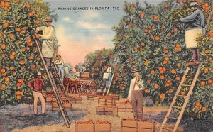 Picking Oranges Florida, USA Fruit Assorted Unused 