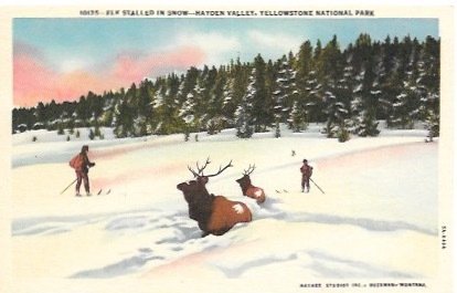 Unused post card. Elk Stalled in Snow - Yellowstone National Park.