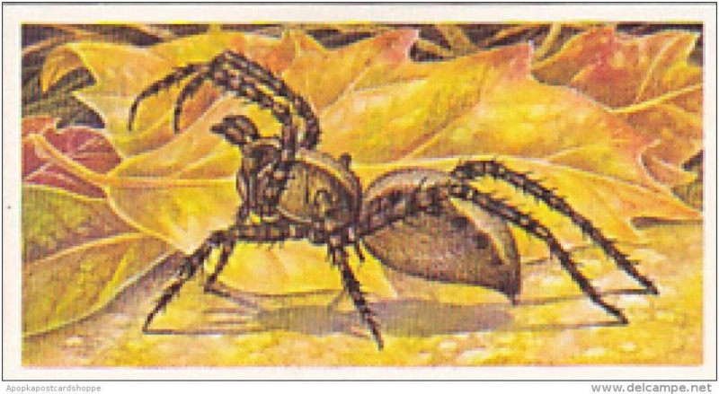 Brooke Bond Vintage Trade Card Incredible Creatures 1986 No 30 Wolf Spider