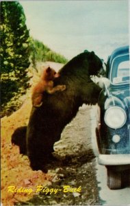Riding Piggy Back Adult Bear & Cub Begging Food Blue Auto Unused Postcard H19