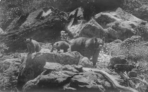 Bears on Rocks Bear 1921 real photo