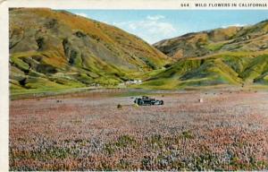 CA - Wild Flowers- Onion Flower & Owl Flower