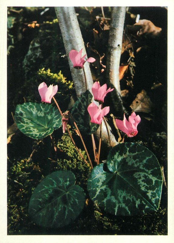 Postcard Flower Primulaceae cyclamen europaenum sowbread