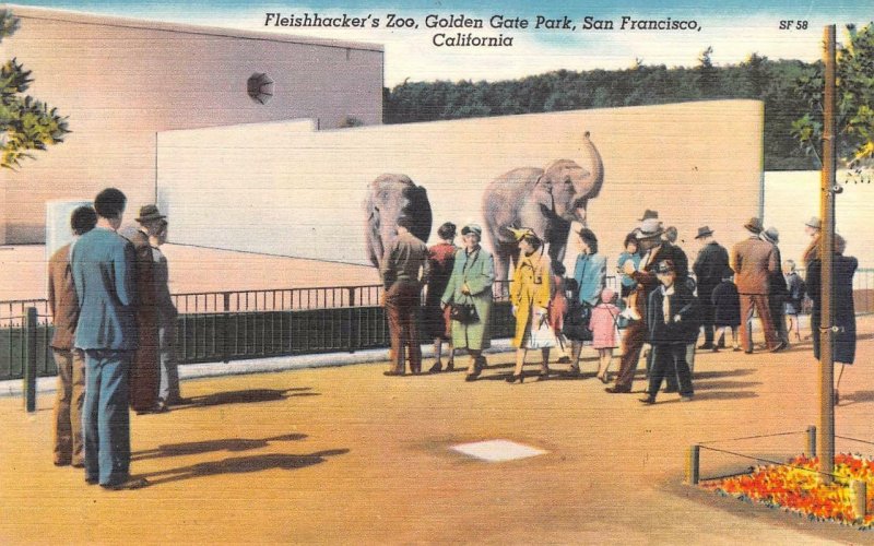 Fleishhacker's Zoo Golden Gate Park San Francisco, CA Elephants Postcard c1940s