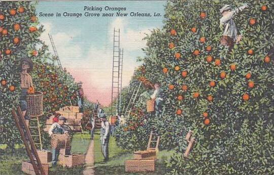 Louisiana New Orleans Picking Oranges Scene In Orange Grove Near New Orleans