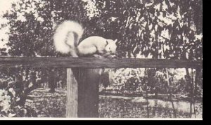 Illinois Olney Home Of The White Squirrel Artvue